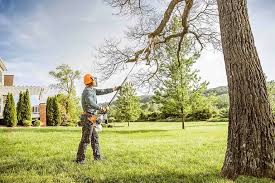 Best Residential Tree Removal  in Tornillo, TX